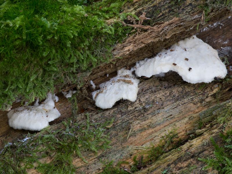 Postia ceriflua